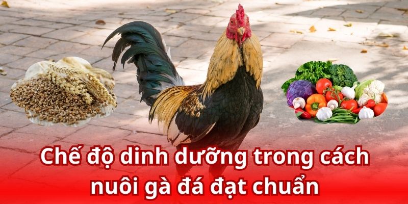 Chế độ dinh dưỡng hợp lý giúp chiến kê phát triển toàn diện