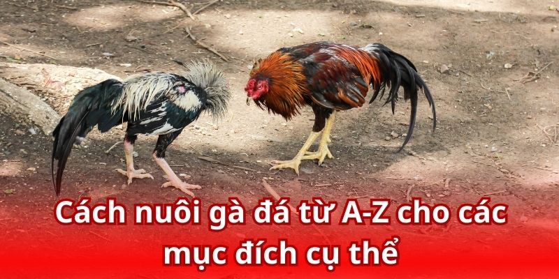 Hướng dẫn cách nuôi chiến kê đạt chuẩn theo từng mục đích
