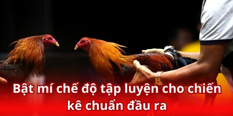 Top 3 bài tập hiệu quả trong cách nuôi gà đá mà sư kê không thể bỏ qua